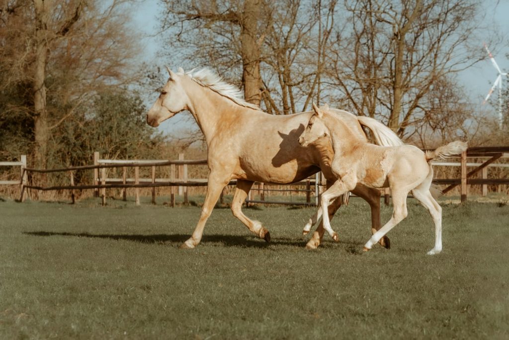 Pony Der kleine Goldjunge